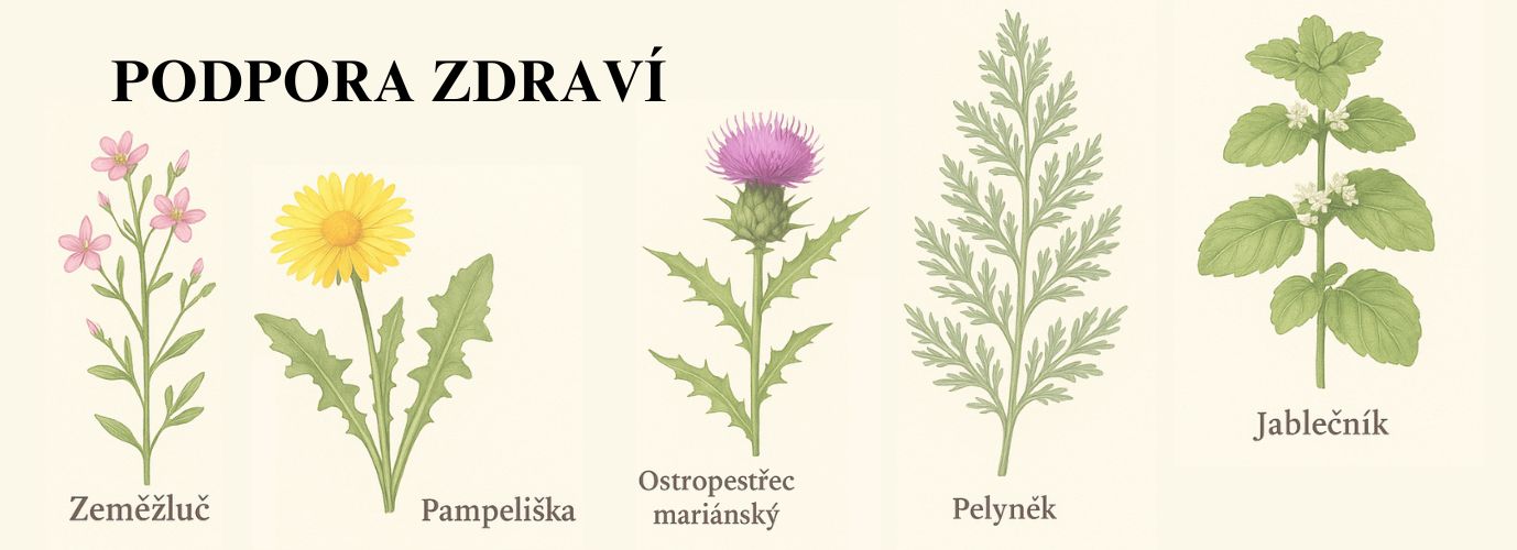 Článek 4.1